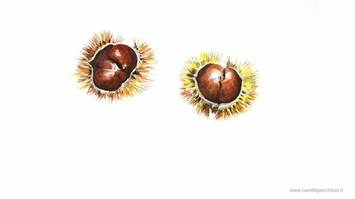Cévennes : regards croisés