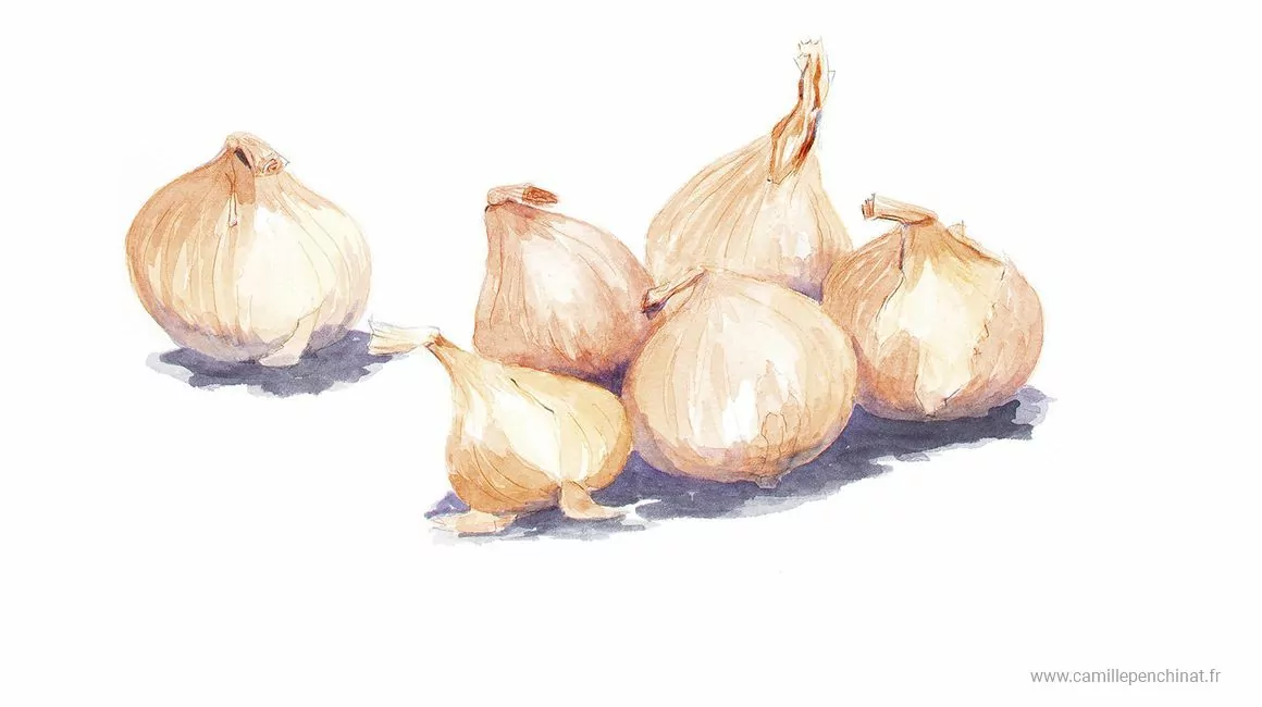 Cévennes : regards croisés